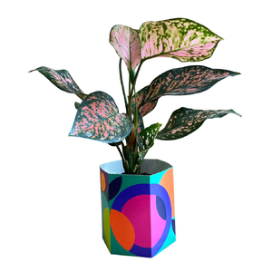 Pop Up Pot Plant Party