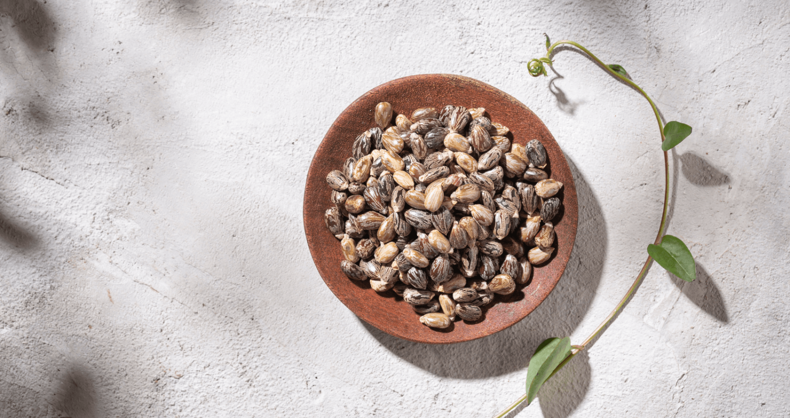 Castor oil beans