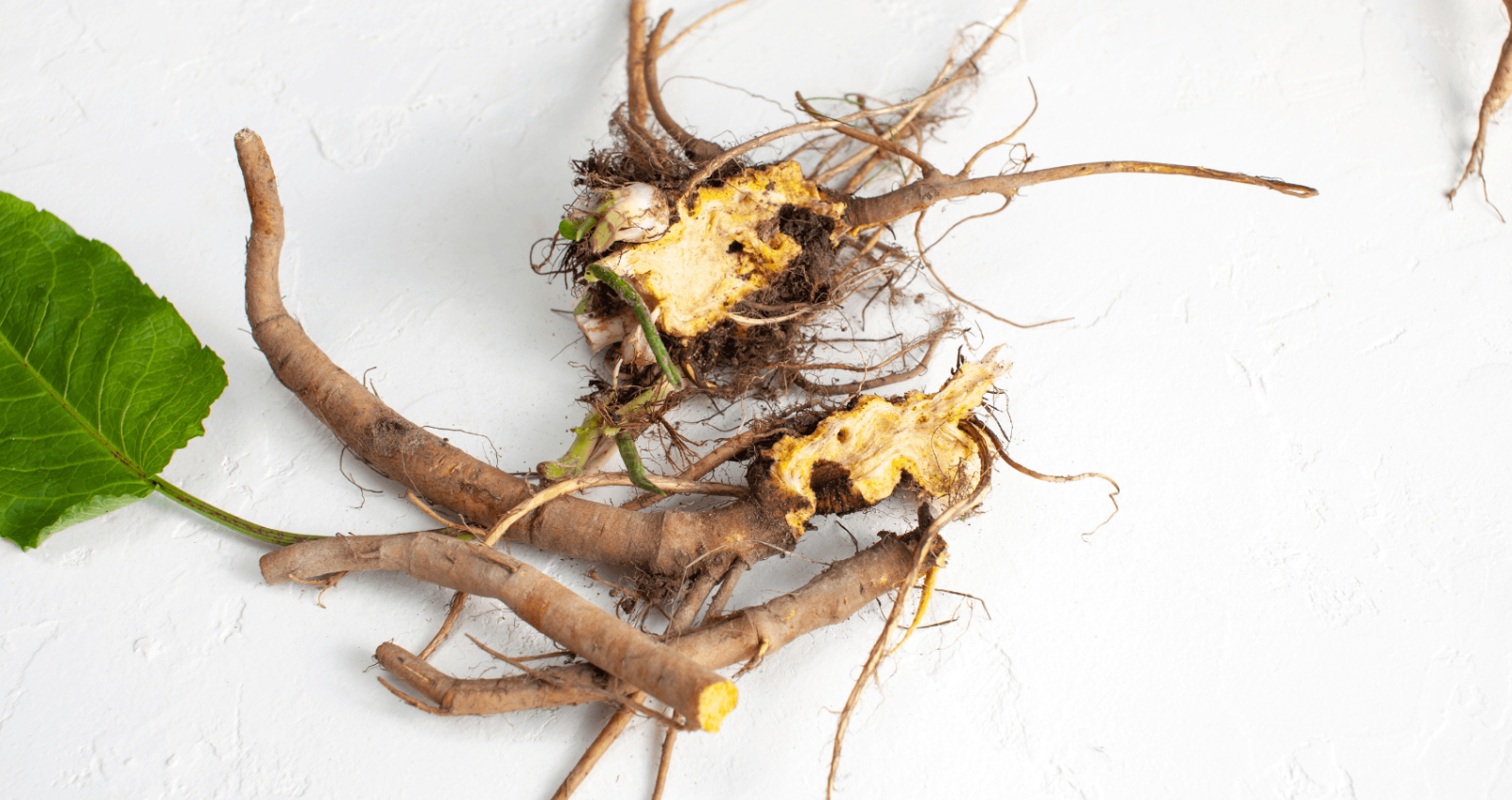 Sorrel Root with Leaves