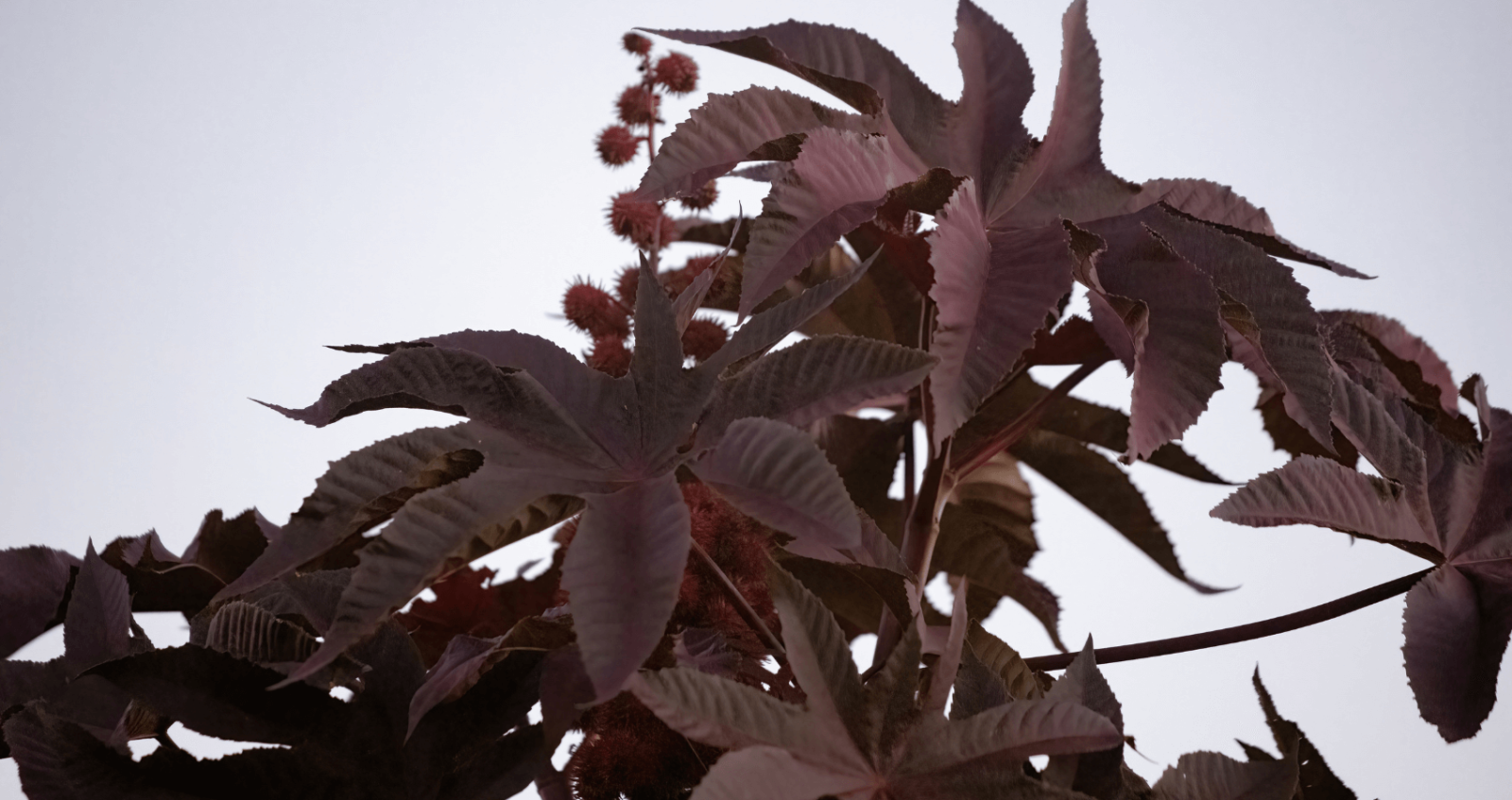 Castor oil plant