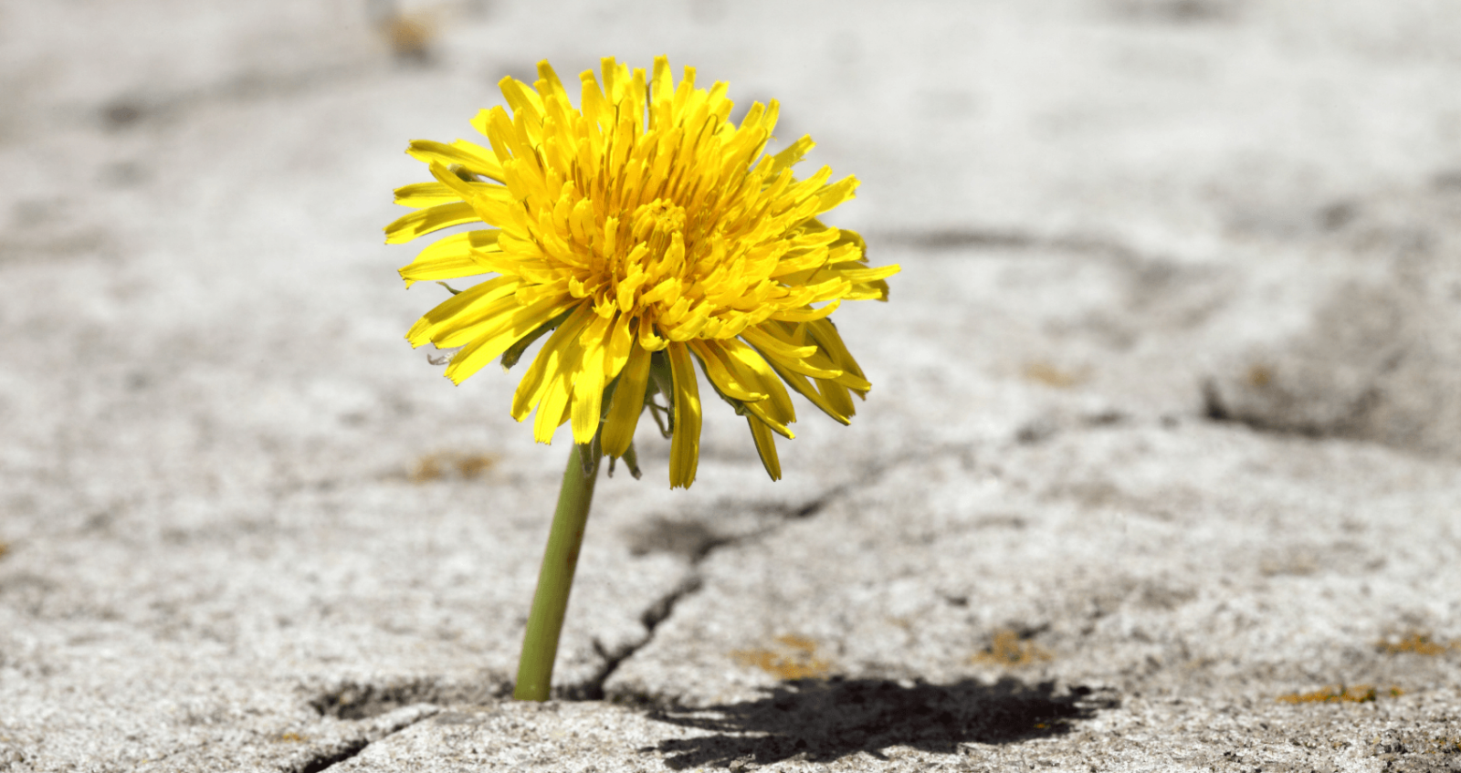 Dandelion Flower