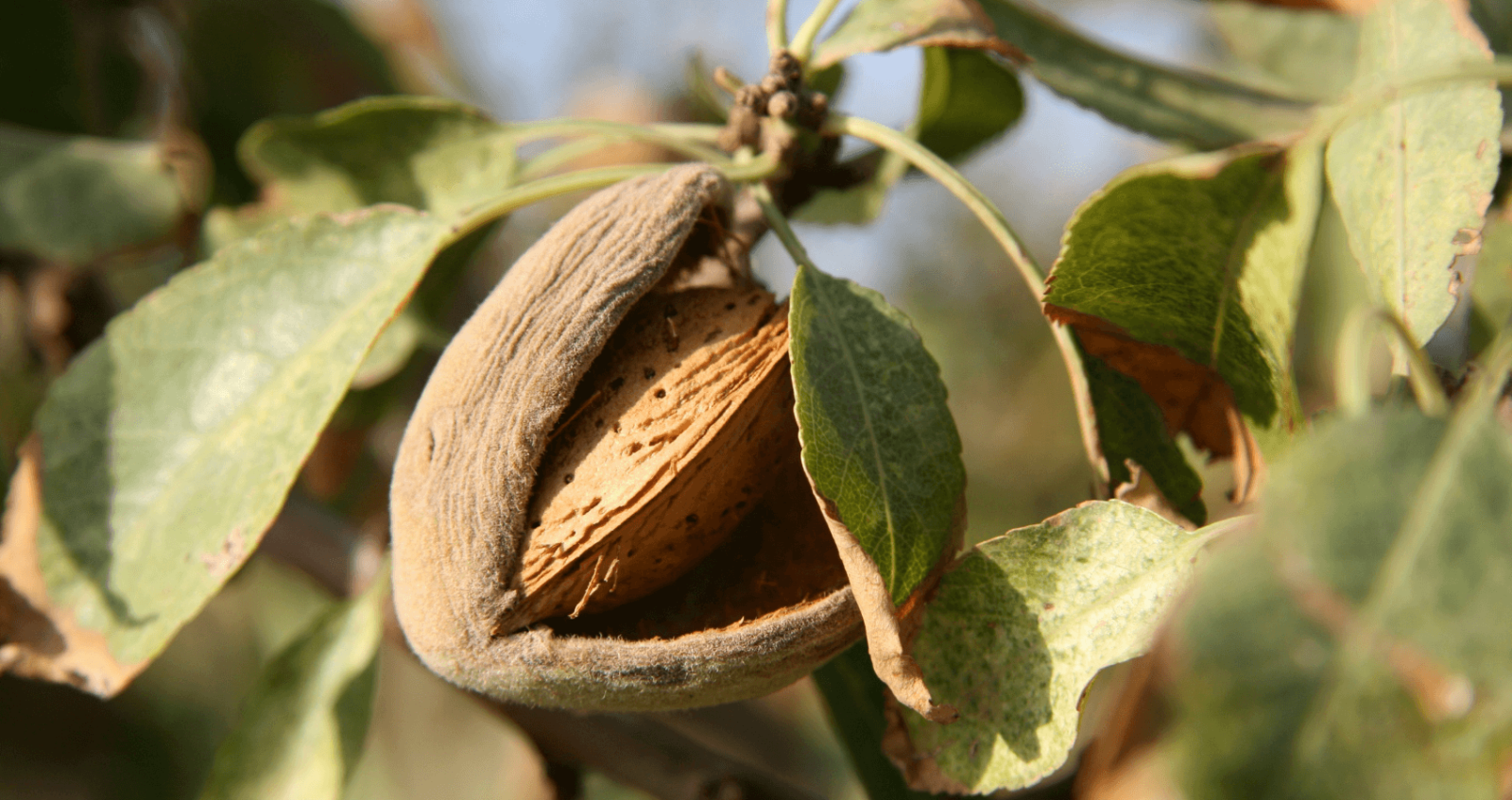 Almonds in shell
