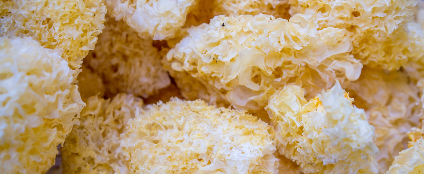 Blog - Unleashing the power of tremella mushroom