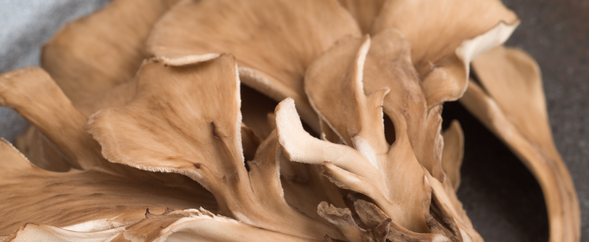 Blog - Unlocking the wonders of maitake mushroom