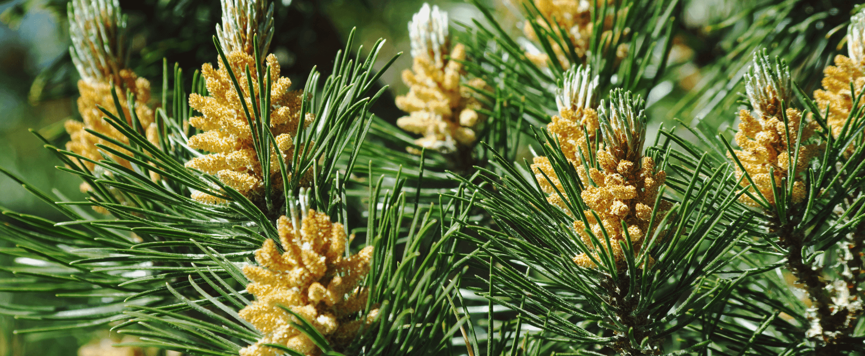 Blog - The secret health benefits of pine pollen