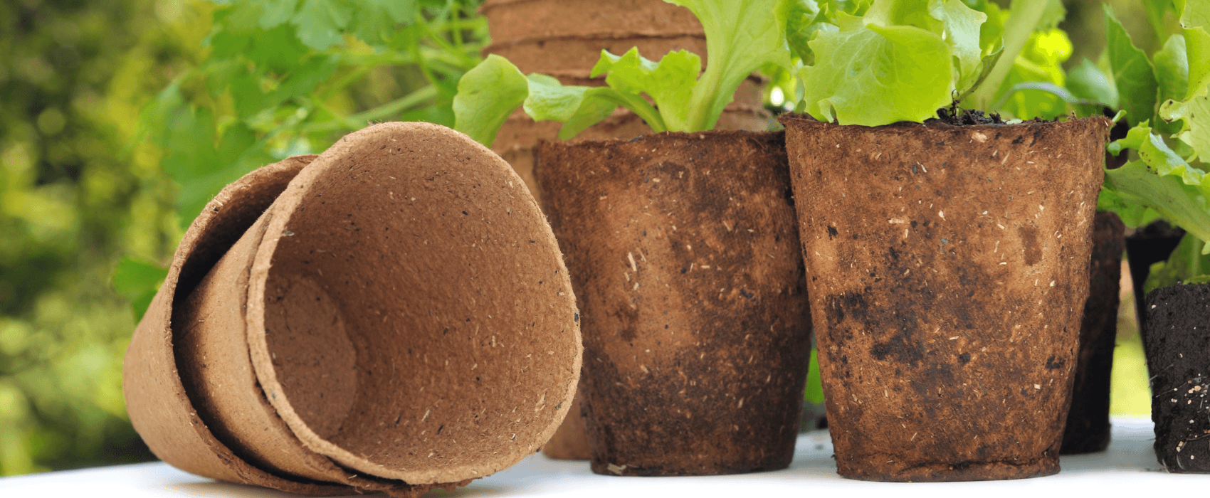 Biodegradable explained: beauty, health and home