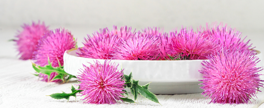 Blog - Benefits of milk thistle