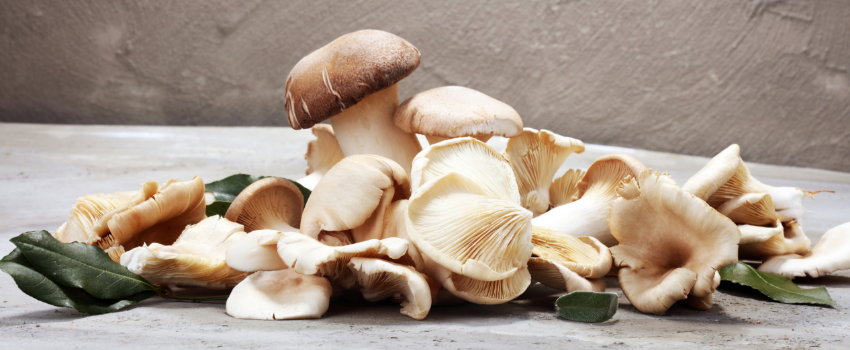 Blog - Health benefits of medicinal mushrooms