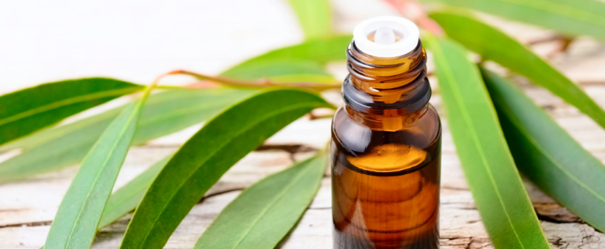 Blog - Top benefits of tea tree oil
