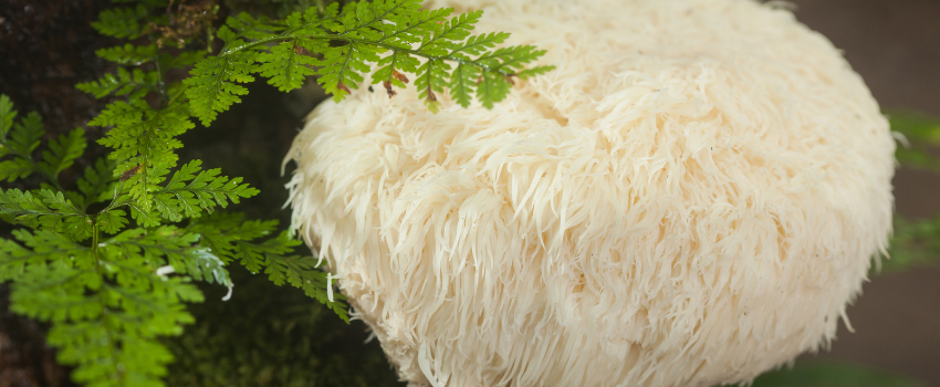 Blog - The power of the lions mane mushroom powder