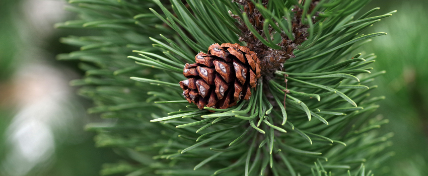 A long list of pine needle benefits I Sassy Organics