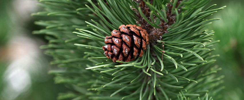 Blog - A long list of pine needle benefits