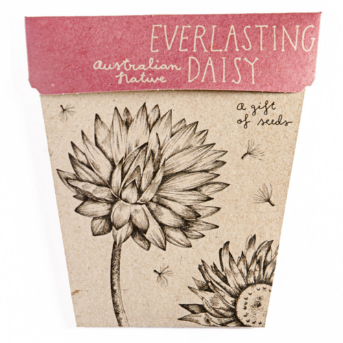 Everlasting Daisy Of Seeds