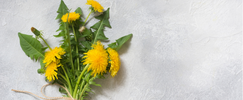 Health benefits of dandelion