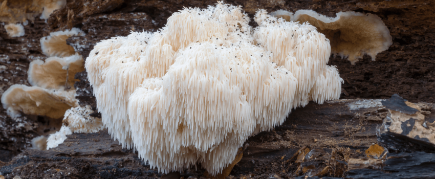 Lion's mane mushroom frequently asked questions