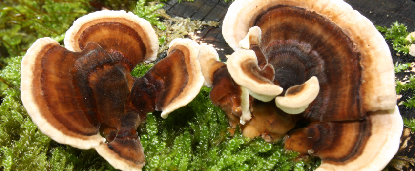 Top 7 health benefits of turkey tail mushrooms