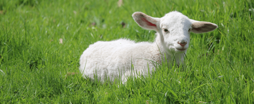 Australia's landmark decision: the live export ban