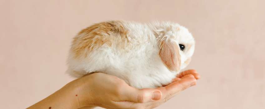 Top cruelty free skin care brands