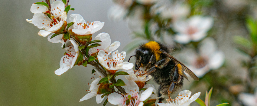 The amazing benefits of manuka oil