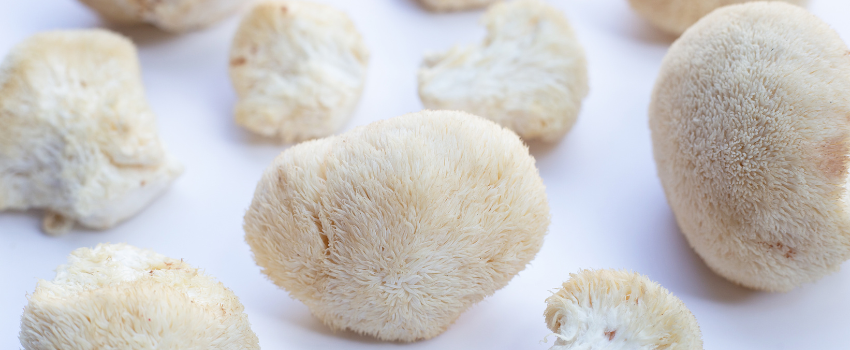 Lion's mane: a treat for your brain