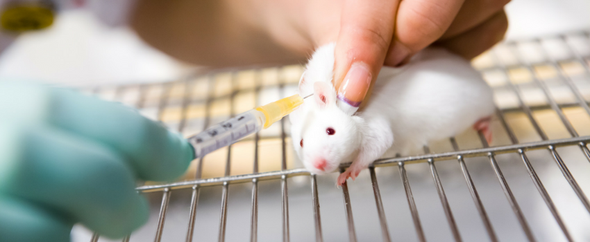 Animal testing - why is it still happening and what you can do about it