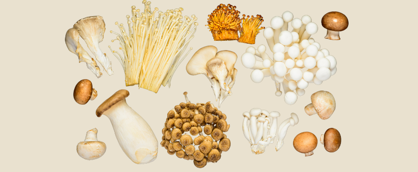 The hidden magic of mushroom powders