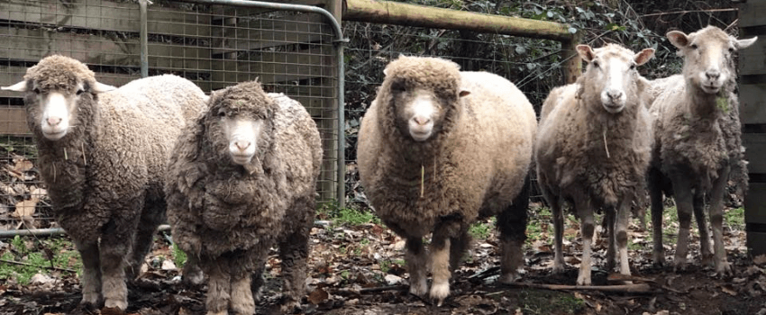 Rescued sheep flock, The Weetbix Gang, needs you! Shop with us to help them. 