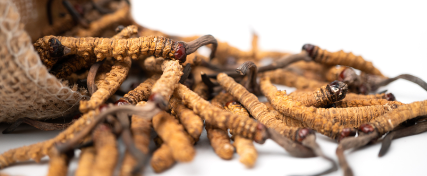 Health benefits of cordyceps mushroom